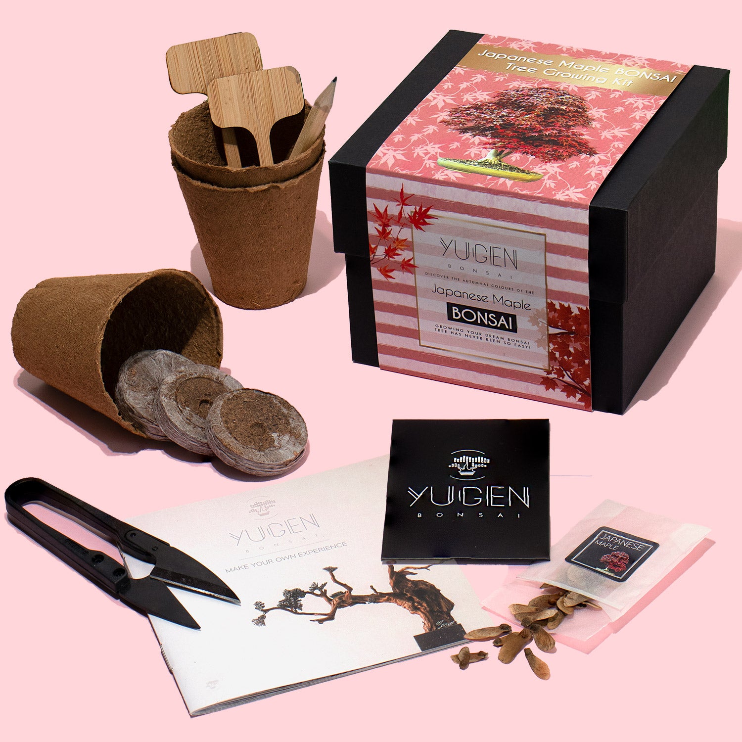 Japanese Maple Bonsai Tree Growing Kit