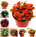 100 pcs/bag Fittonia Verschaffeltii Seeds, Easy Planting Balcony Fun
