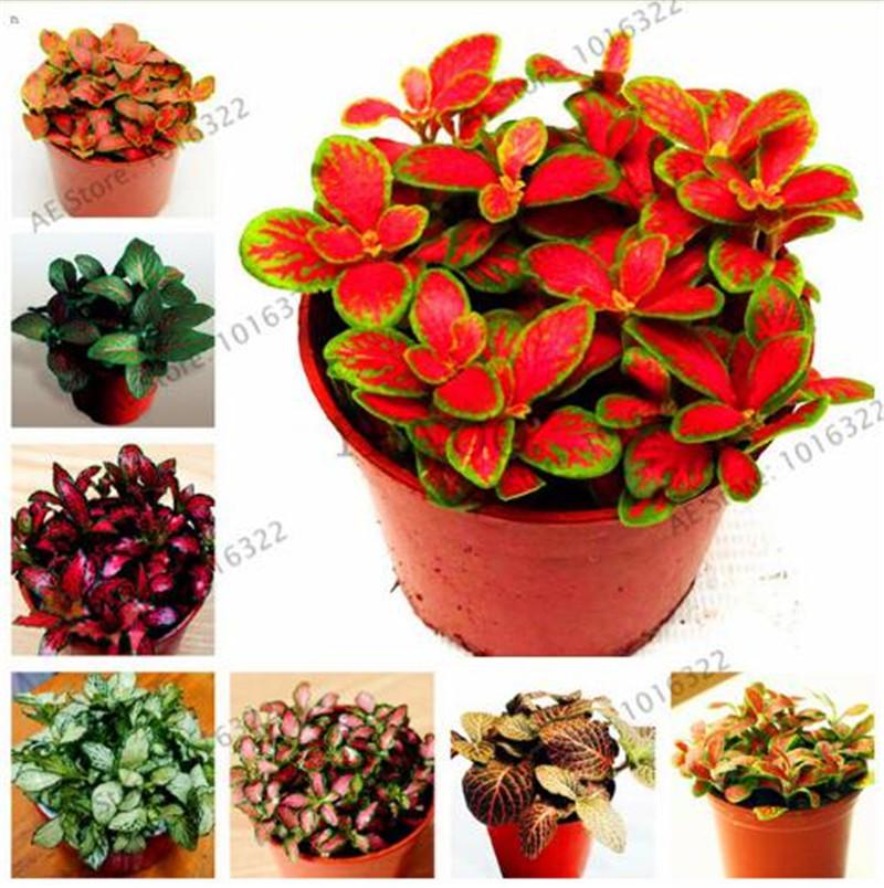 100 pcs/bag Fittonia Verschaffeltii Seeds, Easy Planting Balcony Fun