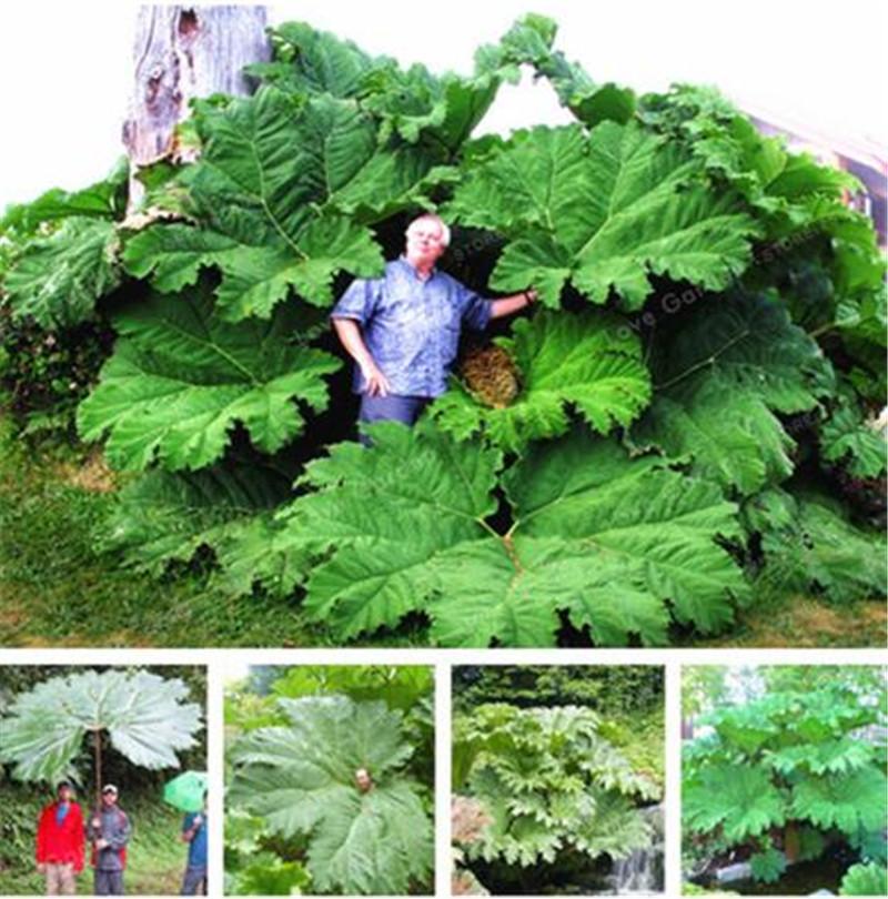50 Pcs/Bag Gunnera Manicata Seeds Also Called Giant Rhubarb Seeds Grow